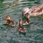 Photo of baby ducks pond swimming