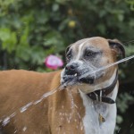 boxer dog water hose