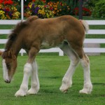 Clydesdale pony