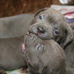 Cane Corso Puppies Royalty Free Stock Photo