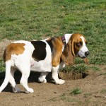 Beagle Picture Burying Bone