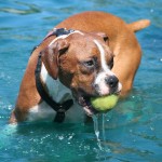 Boxer in water with his ball