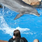 Swimming with Dolphin Picture