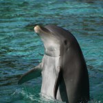 Dolphin Pictures Royalty Free Stock Image