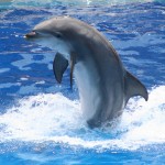 Dolphin Picture Royalty Free