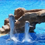 Picture of Dolphins Jumping and Leaping