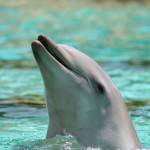 Photo of Dolphin Royalty Free Microstock Image