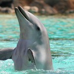 Picture of Dolphin Royalty Free Microstock Image