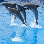 Picture of Dolphins Jumping