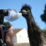 Picture of Emu Bird Grabbing Photographers Camera