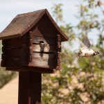 sparrows babies birds birdhouse flying feeding fly