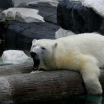 Stock pictures of polar bears