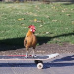 Chicken Riding Skateboard