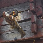 Baby bird sparrow pictures