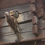Baby sparrow pictures