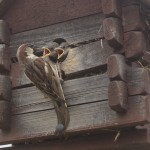seed baby sparrows mama birds