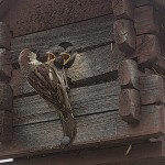 Baby bird sparrow pictures