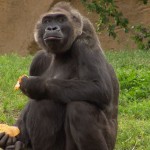 Photo of young Gorilla