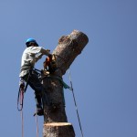 Man Cutting Down a Tree with chainsaw