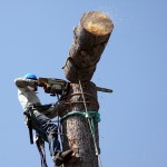 Tree Trimmer Cutting Down a Tree with a chainsaw