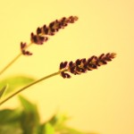 Lavender herb plant