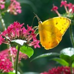 Yellow butterfly on red flower