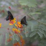Picture monarch butterflys garden spring flowers