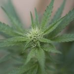 Female marijuana plant picture