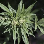 Marijuana plants cannabis picture