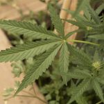 Picture of Marijuana - Cannabis Leaf Photo