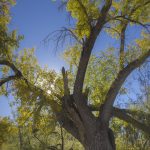old cottonwood tree yellow fall leaves