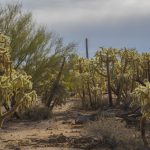 Arizona Saguaro Desert Cactus Landscape