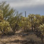 La Cholla Jumping Cactus desert