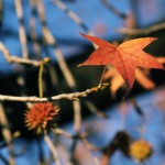 Fall leaf on bare tree
