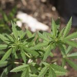 picture of garden marijuana plants