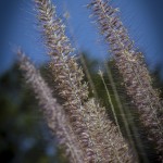Pennisetum Setaceum royalty free stock image purple fountain grass