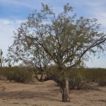 Arizona Desert Trees