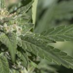 trichome-resin-bud cannabis plant photo