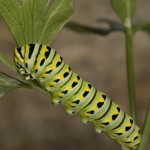 Picture Monarch Butterfly Caterpillar Parsley stem closeup macro close up photos
