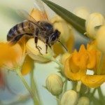 Close up of honey bee on a yellow flower macro royalty free stock photography milkweed