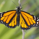 butterfly pictures monarch wings