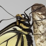 Pictures of butterflies closeups