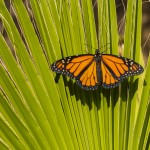 Monarch butterfly green palm leaf picture