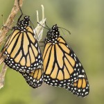 two butterflys butterflies butterfly monarch picture