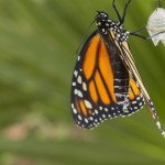 Stock Image Monarch Butterfly empty cocoon pupa crystalis drop of fluid