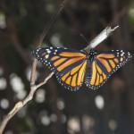 monarch butterfly butterflies wings drying