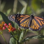 Photo Monarch Butterfly Milkweed Plant royalty free images butterflies