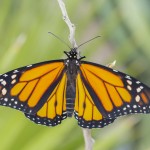 monarch butterflys pictures
