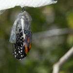Monarch Butterfly Emerging born Cocoon Pupa