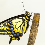 macro butterfly picture